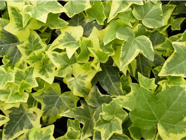 Hedera helix Efeu Gold Zimmerpflanze im Topf Durchmesser: 9 cm - Bild 1