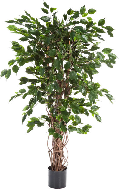 Künstlicher Ficus Jasmin von Aplanta, Höhe: 210 cm - Bild 1