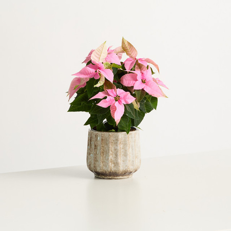 Blume2000 Weihnachtsstern Euphorbia pulcherrima in pinkem Keramiktopf