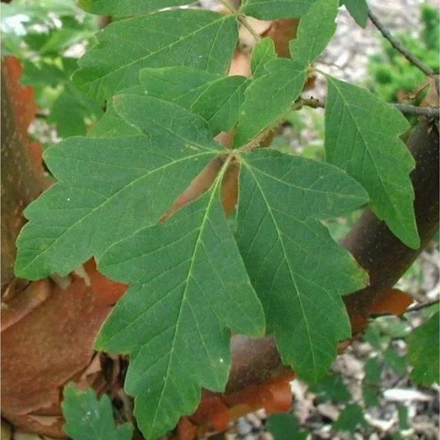 Arborix Zierbaum Zimtahorn Acer griseum im Container, Höhe: 60 bis 80 cm - Bild 1