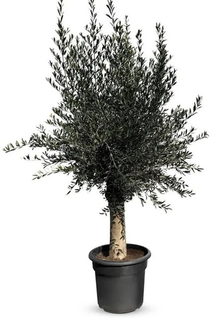 Sunny-Tree Olivenbaum Olea Europaea, 45 Jahre alt, fruchttragend und winterhart bis -18 Grad, Höhe: 200 cm - Bild 1