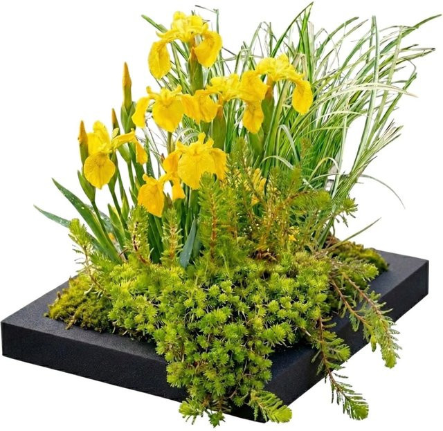 Vdvelde Filterinsel für den Teich als Komplettset mit 4 Wasserpflanzen, schwarz, B/T: 25 x 25 cm - Bild 1
