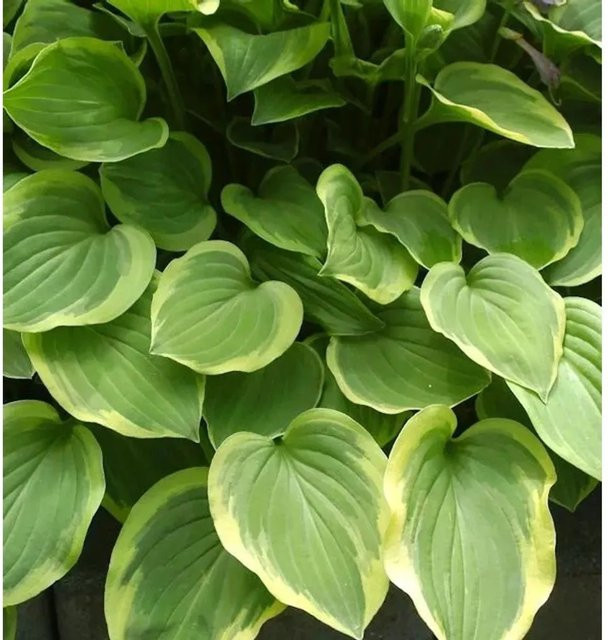 Hosta nakaiana Felsen Funkie Golden Tiara – Gold-grüne Staude für den Garten - Bild 1
