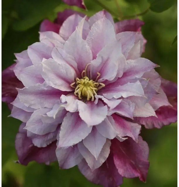 Clematis Waldrebe Piilu Kletterpflanze in Pink und Weiß von Nr-01.de - Bild 1