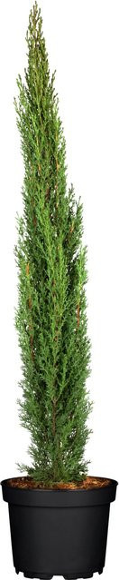 GROW by OBI Säulen-Zypresse Totem Cupressus sempervirens, Höhe: 80 cm - Bild 1