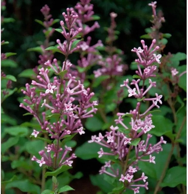 Edelflieder Bloomerang Pink Perfume Syringa als Zierstrauch in Pink, Höhe: 40-60 cm - Bild 1
