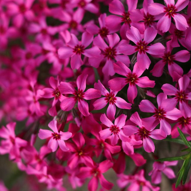 Polster-Phlox Atropurpurea rote Staude für deinen Garten und Balkon - Bild 1