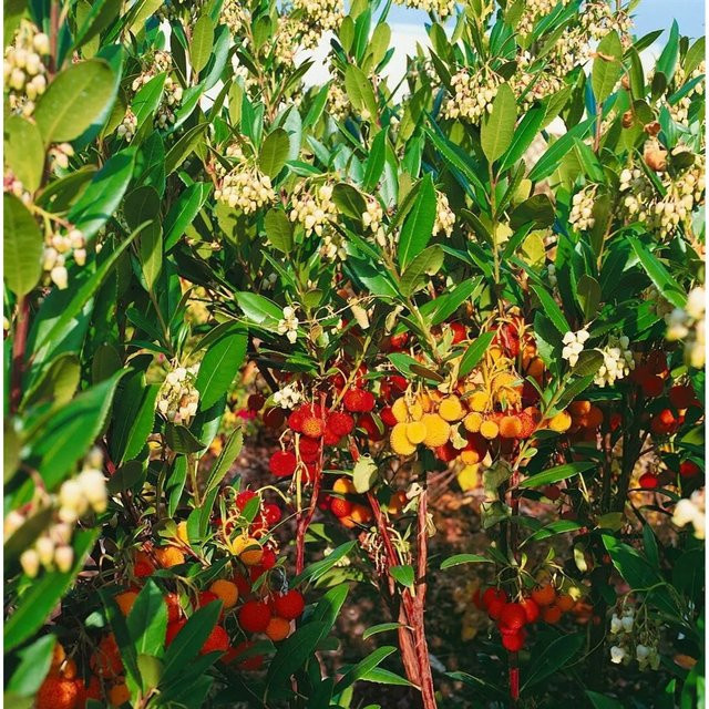 Arbutus Unedo Compacta Erdbeerbaum immergrün Pflanzen für dich 40–60 cm - Bild 1