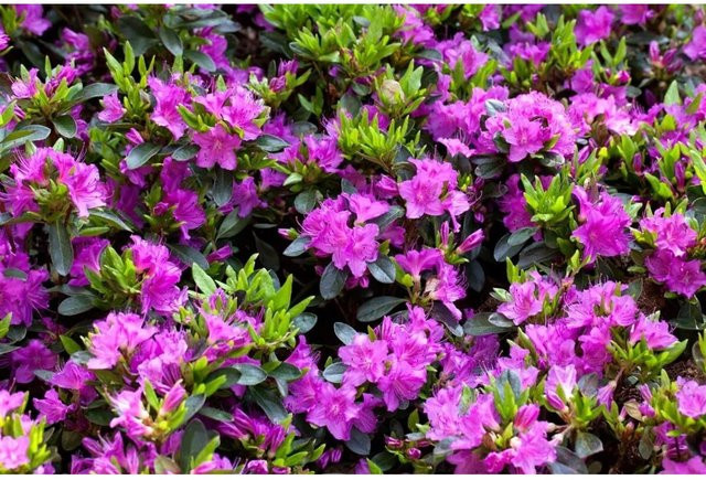 Rhododendron Obtusum Königstein mit lila Blüten - Bild 1