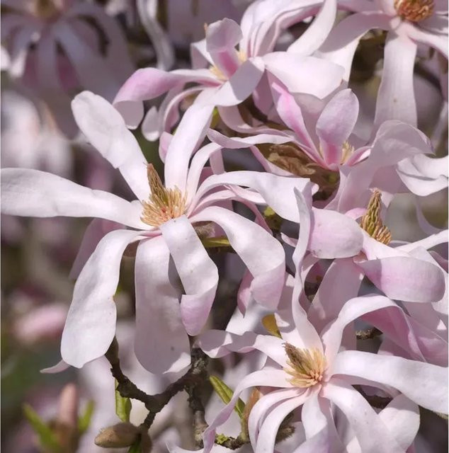 Sternmagnolie Leonard Messel Magnolia loebneri in Pink, Höhe: 60-80 cm - Bild 1