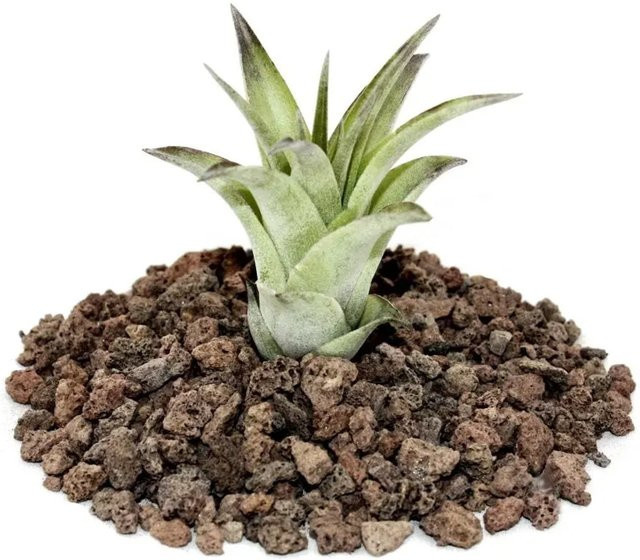 Exotenherz Tillandsia Brachycaulos Multiflora Lose Pflanze Klein - Bild 1