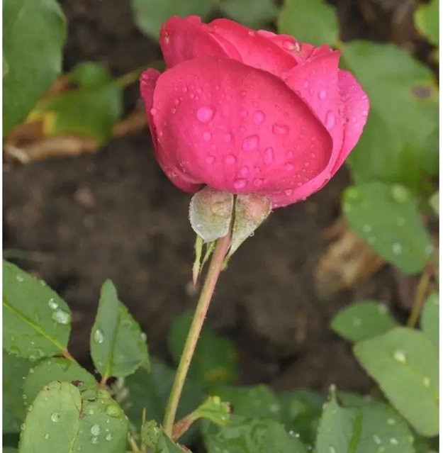 Planten un Blomen Floribundarose Rosa Buschrose für Garten und Rosenbeete - Bild 1