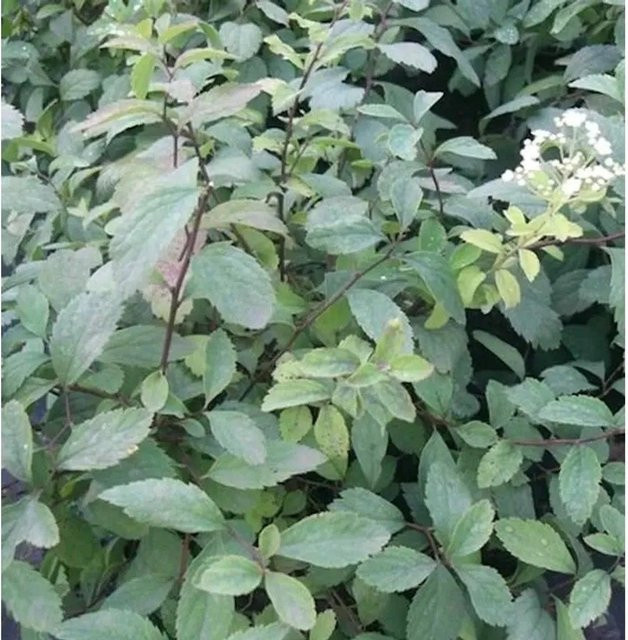 10er Set Zwergspiere Spiraea decumbens als grüner Bodendecker, Höhe: 15-20 cm - Bild 1