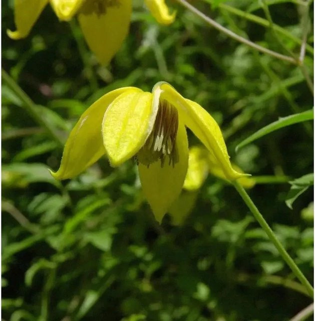 Clematis texensis Englische Waldrebe Bill MacKenzie 60-80 cm - Bild 1