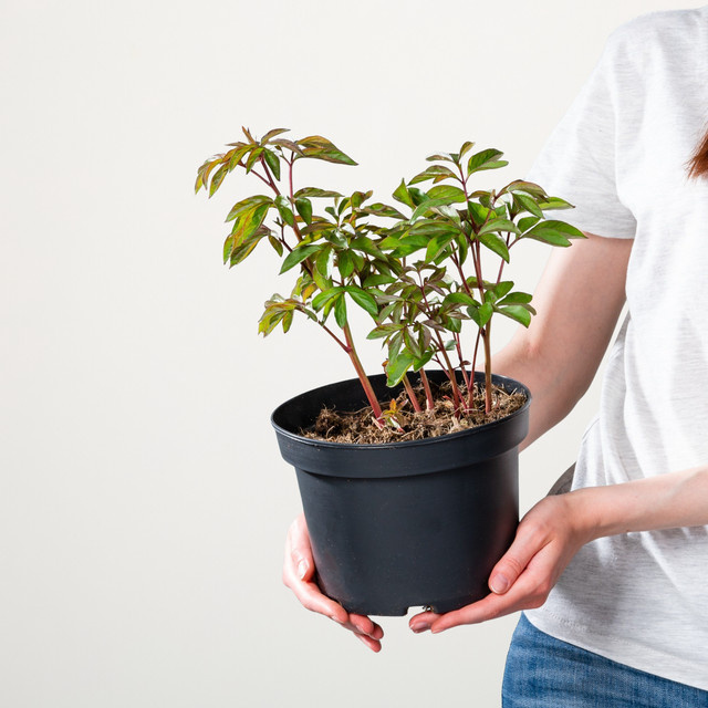 Weiße Pfingstrose Paeonia als mehrjährige Staude im Topf von BLUME2000 - Bild 1
