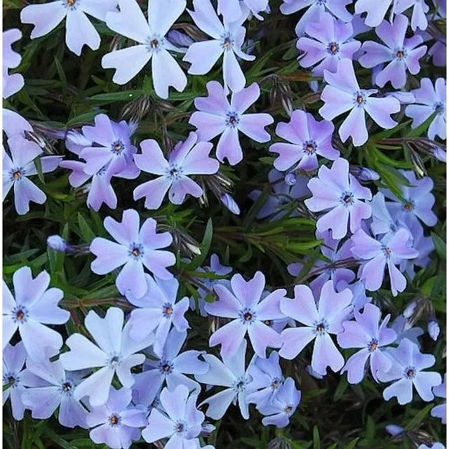 Phlox subulata Teppichpflanze Phlox Emerald Cushion Blue in der Farbe Blau - Bild 1