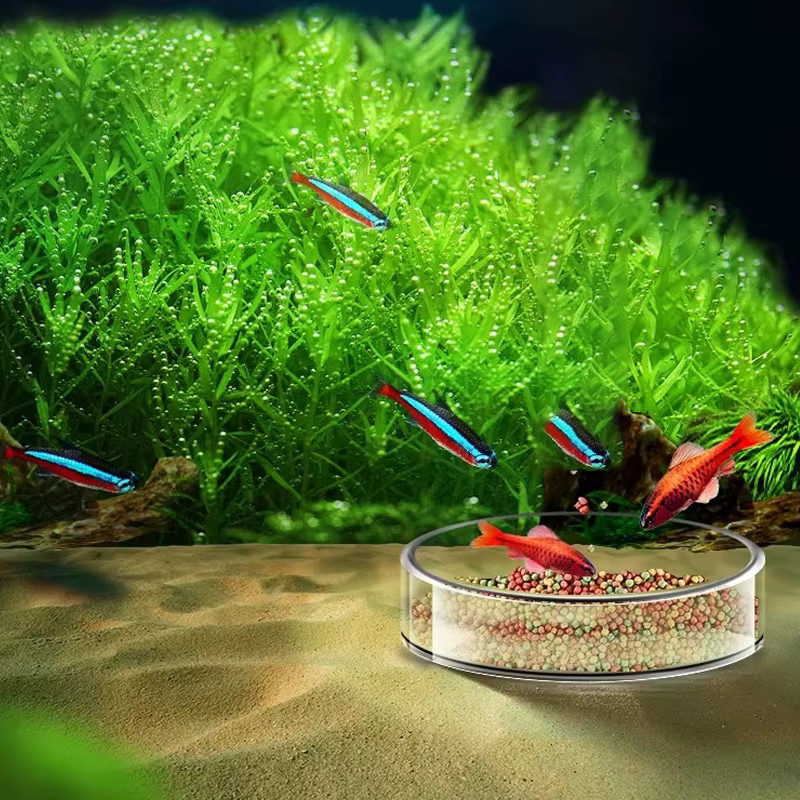 JIECARE Transparenter Glas Futternapf für Aquarium und Reptilien, Farbe: Transparent - Bild 4