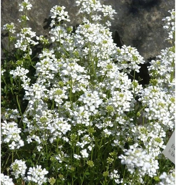 Arabis procurrens Schaumkresse als weißer Bodendecker und Stauden für Steingärten und Mauerfugen - Bild 1