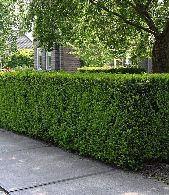Taxus Eiben-Hecke - Bild 1