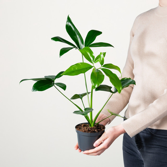 Philodendron Dino Feet von BLUME2000, grüne Zimmerpflanze mit fußförmigen Blättern - Bild 1