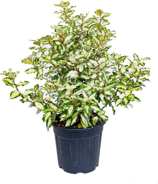 GROW by OBI Immergrüne Bunte Ölweide Elaeagnus ebbingei Strauch für Hecken, Höhe: 60 cm - Bild 1