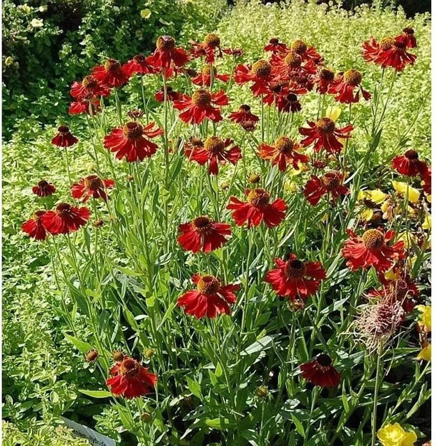 Helenium Sonnenbraut Moerheim Beauty Gartenpflanze als Beetpflanze - Bild 1