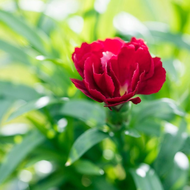 Rote Gartennelke Oscar als winterharte Staude für deinen Garten und Balkon - Bild 1