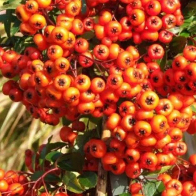 Arborix Feuerdorn Orange Glow Pyracantha mit orangefarbenen Beeren, Höhe: 60 bis 80 cm - Bild 1
