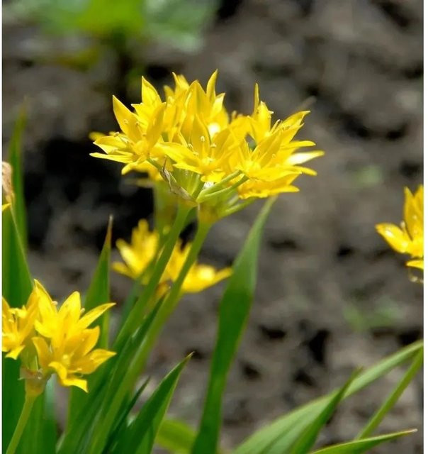 Zierlauch Allium karataviense Goldgelb als mehrjährige Pflanze für den Freilandgarten - Bild 1