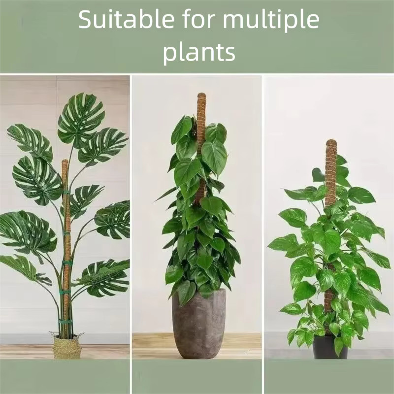 Biegsamer Pflanzen-Kletterstab aus Kokosfaser für Monstera und Zimmerpflanzen, braun, Höhe: 60–120 cm - Bild 4