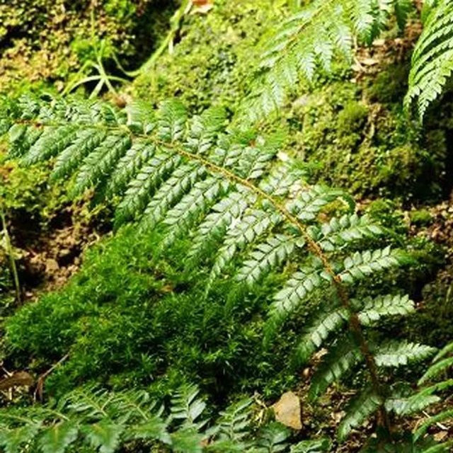 6er Set Arborix Brauner Schildfarn Polystichum braunii in 9 cm Topf, Grün - Bild 1