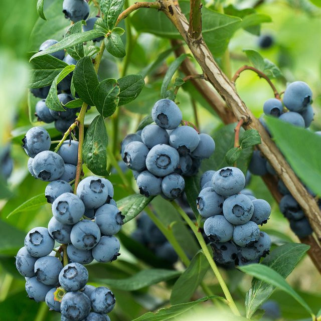 Bio Heidelbeere Reka als Beerenstrauch für deinen Garten und Balkon von Mein schöner Garten Shop - Bild 1