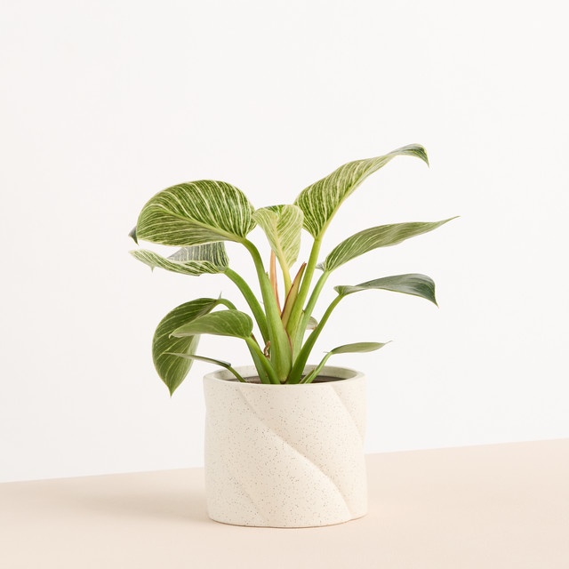 Keramik Übertopf BLUME2000 in Creme Beige mit spiralförmiger Struktur, Höhe: 12,5 cm, Breite: 12,5 cm, Tiefe: 10,0 cm - Bild 1