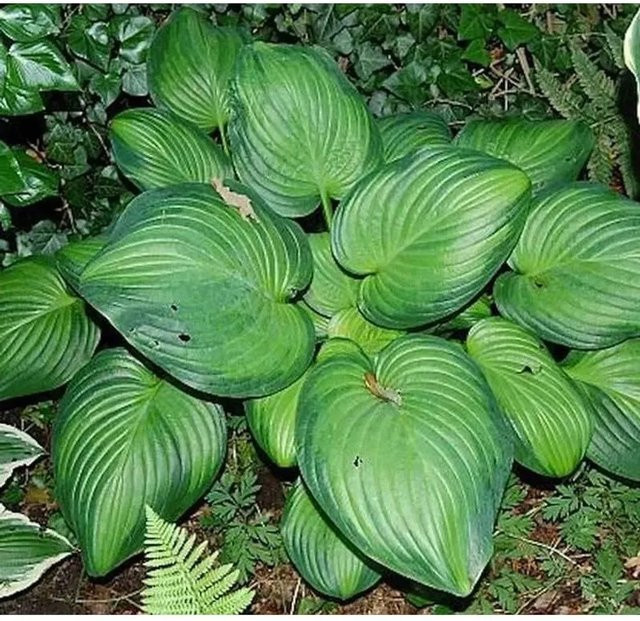 Hosta cultorum Funkie Guacamole Grüne Staude für den Garten - Bild 1