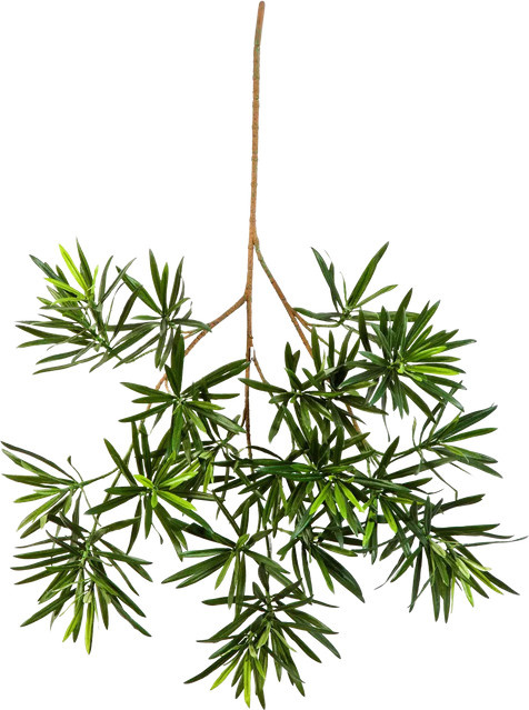 Aplanta Künstlicher Podocarpus Zweig Bente, Höhe: 66 cm - Bild 1