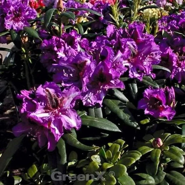 INKARHO Rhododendron Anatevka Alpenrose, großblumiger Zierstrauch in Lila, Höhe: 40-50 cm - Bild 1