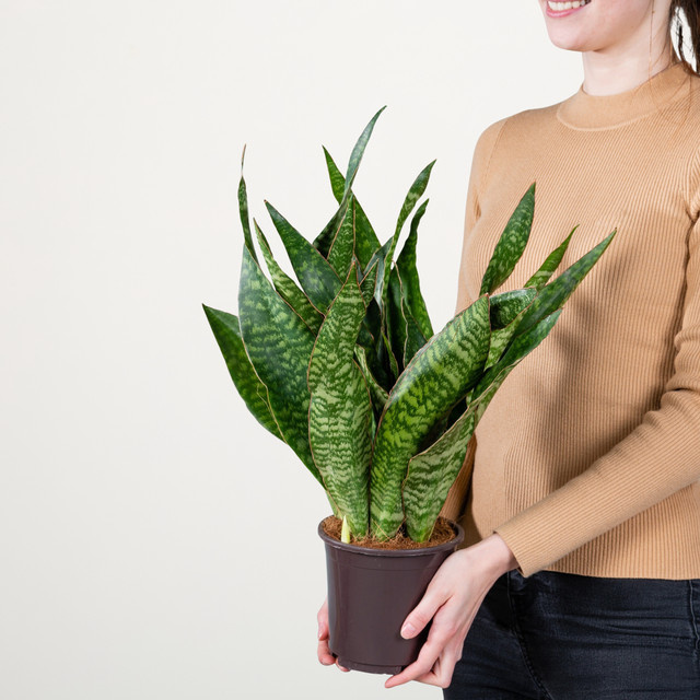 Bogenhanf Aubrytiana von BLUME2000 in Grün und Weiß, Höhe: 40 cm, Breite: 40 cm, Tiefe: 100 cm - Bild 1