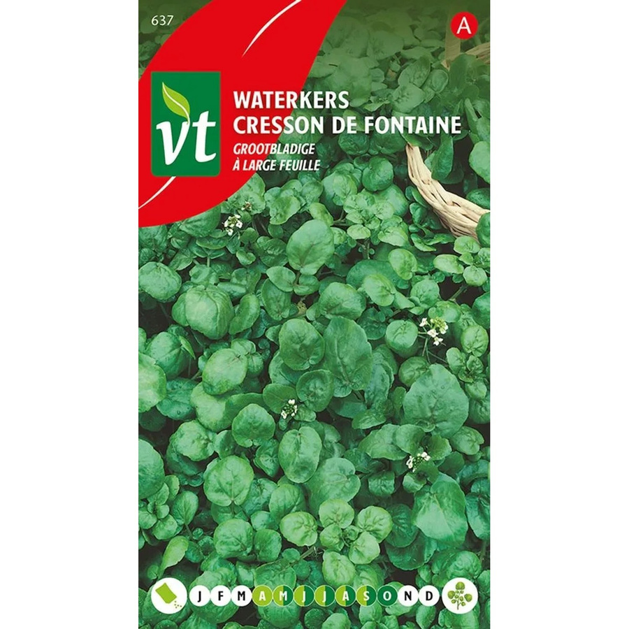 Arborix Brunnenkresse Big Leaf Saatgut, 1,5 g - Bild 2