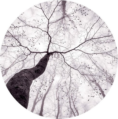 K&L Wall Art Vliestapete Pavlasek Märchen Baumkronen, runde Wandgestaltung, mehrfarbig, matt - Bild 1