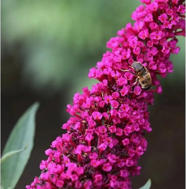Sommerflieder Buddleja Royal Red in Rot und Pink, Höhe: 80-100 cm - Bild 1