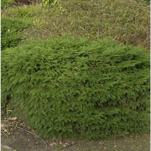Nestfichte Nidiformis Picea abies von Die Nr-01.de, grün, 30-40 cm - Bild 1