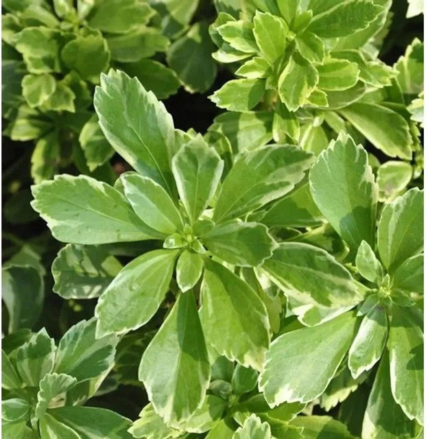 Pachysandra terminalis Dickmännchen Variegata Gartenstaude in Grün - Bild 1