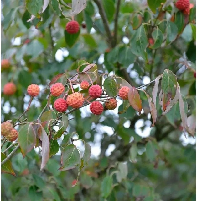 Japanischer Blumenhartriegel Red Whirlwind Cornus kousa Zierstrauch in Weiß und Rot - Bild 1