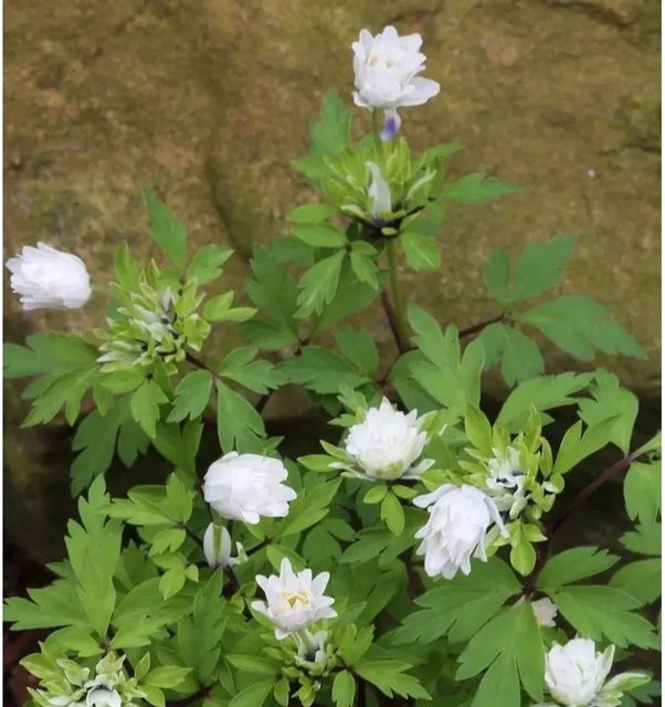 Buschwindröschen Anemone nemorosa Bracteata Pleniflora weiße Staude als Bodendecker und Beetpflanze im Topf - Bild 1