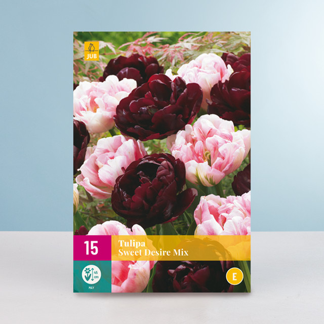 BLUME2000 Gefüllte Tulpen Sweet Desire Mix mit 15 Zwiebeln - Bild 1