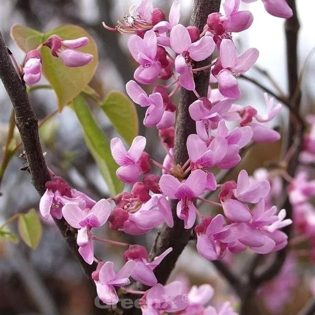 Kanadischer Judasbaum Cercis canadensis Traveller mit pinkfarbenen Blüten, Höhe: 125-150 cm - Bild 1