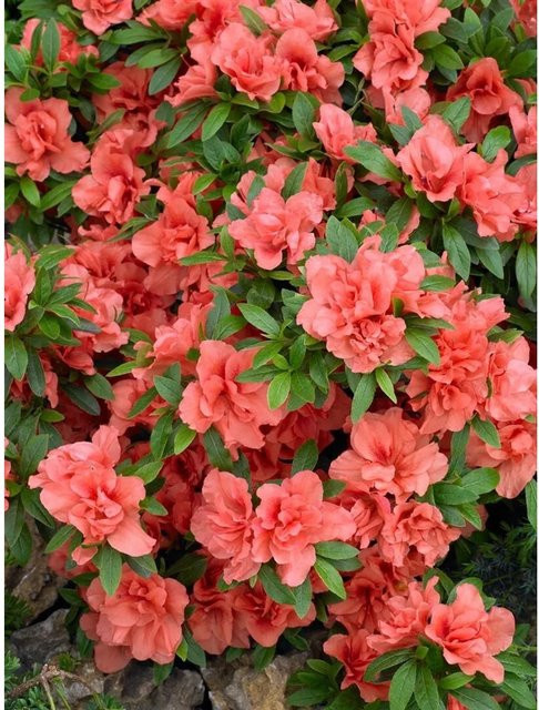 Rhododendron Obtusum Cherie Azalee mit rosa Blüten, Zierstrauch für den Außenbereich, 15–20 cm - Bild 1