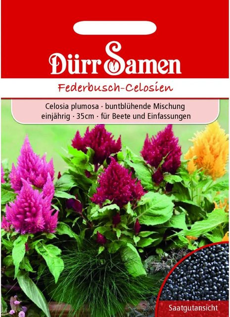 Dürr Federbusch-Celosien Mischung Einjähriges Saatgut für Garten, Schalen und Balkonkästen - Bild 1