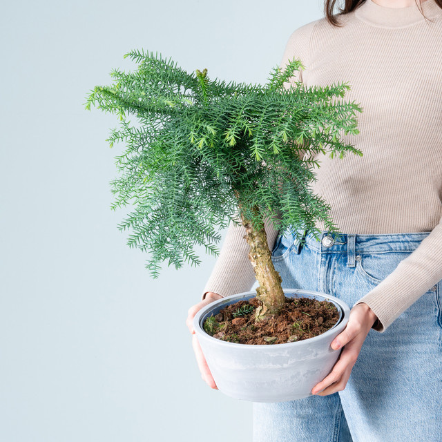BLUME2000 Araucaria Bonsai in Steinoptik-Schale, Grau und Dunkelgrün - Bild 1