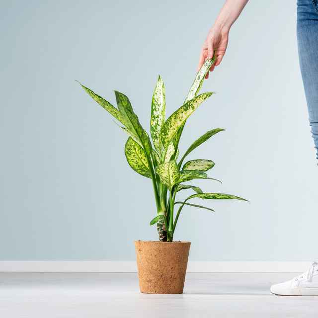 Dieffenbachia Vesuvius Zimmerpflanze von BLUME2000 - Bild 1